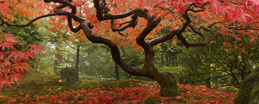 Ein japanischer Ahornbaum lässt Ihren Garten noch schöner aussehen