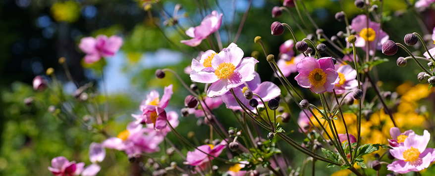 Die Herbst-Anemone blüht am Jahresende und ist pflegeleicht und langlebig