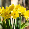 Frühlingsblumen