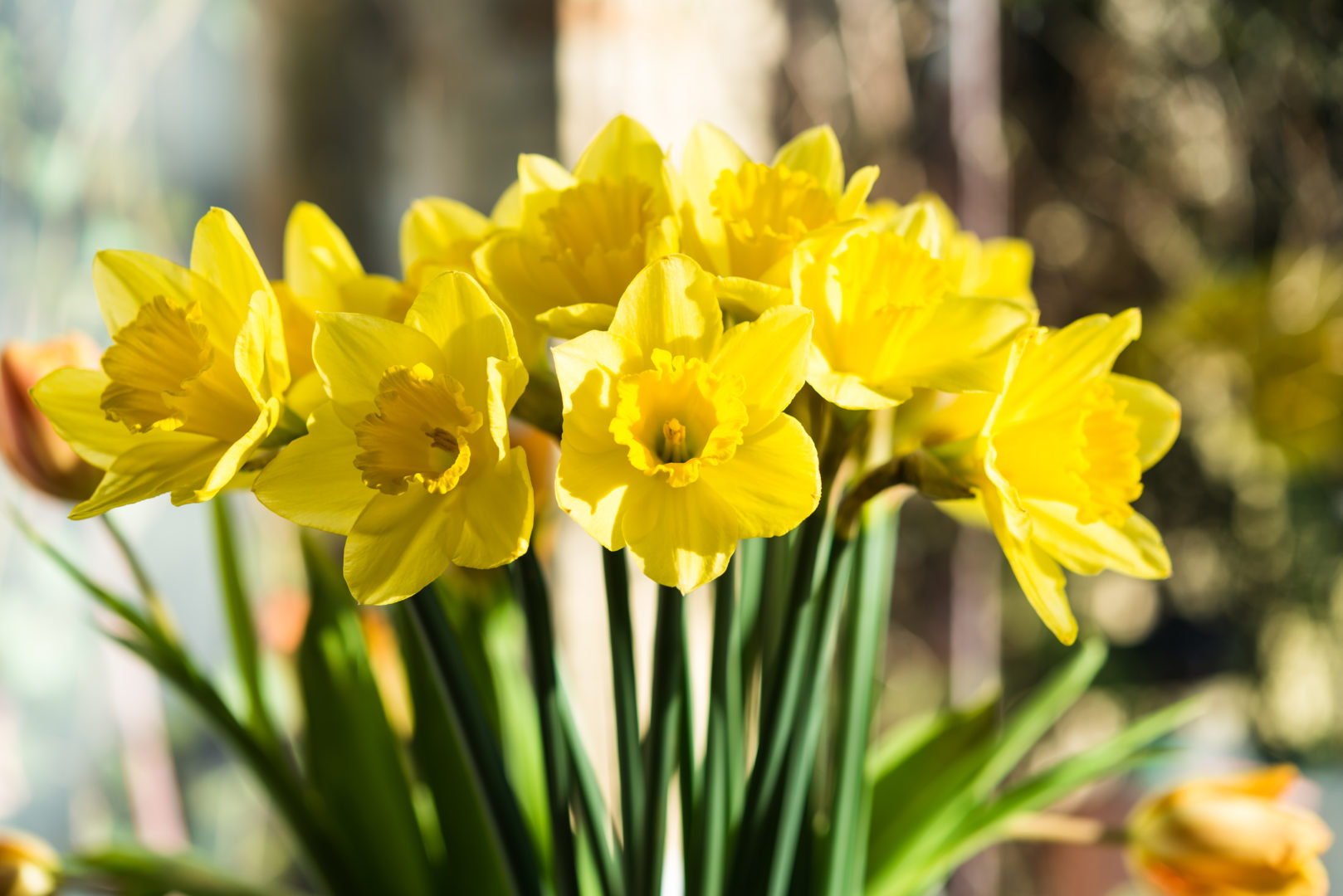 Frühlingsblumen