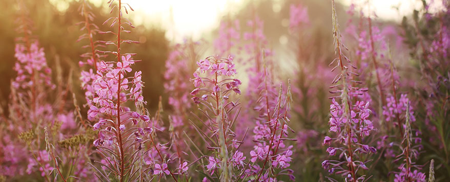 Wildblumen sind wichtig für die Natur