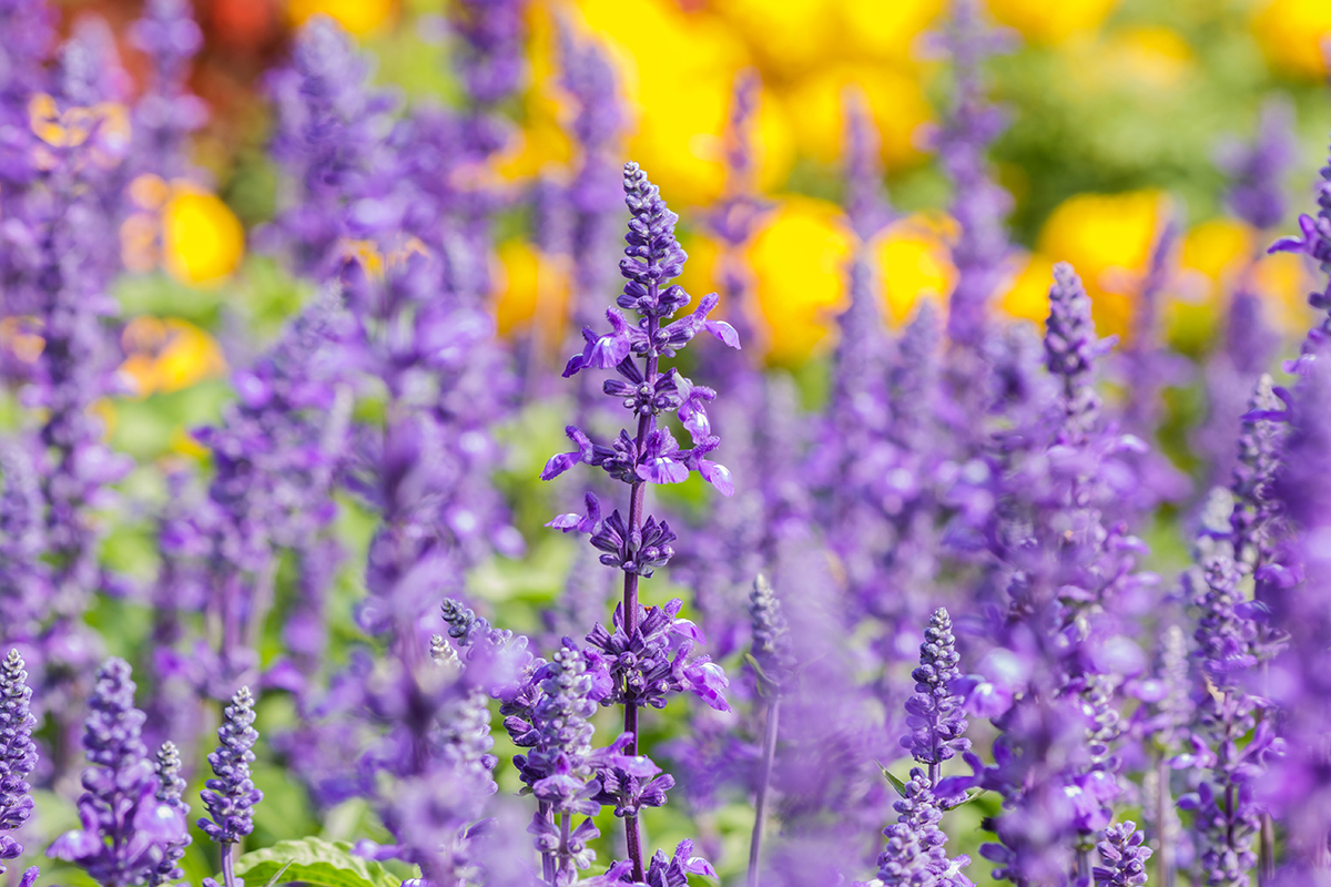 Wilde Blumen im Garten