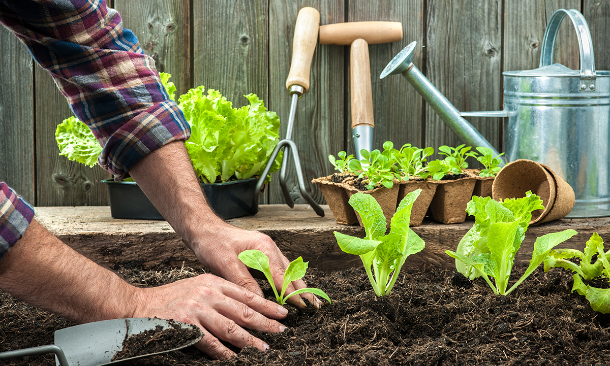 Vorgezogenes Gemüse kann jetzt im Garten ausgesetzt werden
