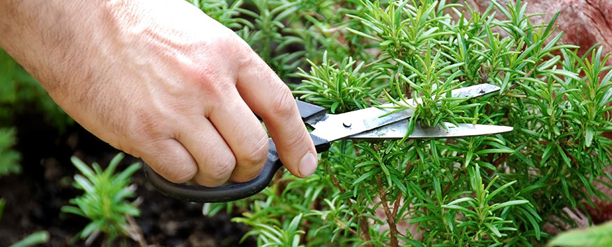 Auch Kräuter benötigen Pflege, so brauchen manche Kräuter einen Rückschnitt